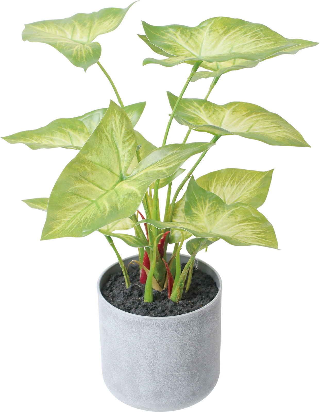 30CM�ݺ�Ƴ��߯�