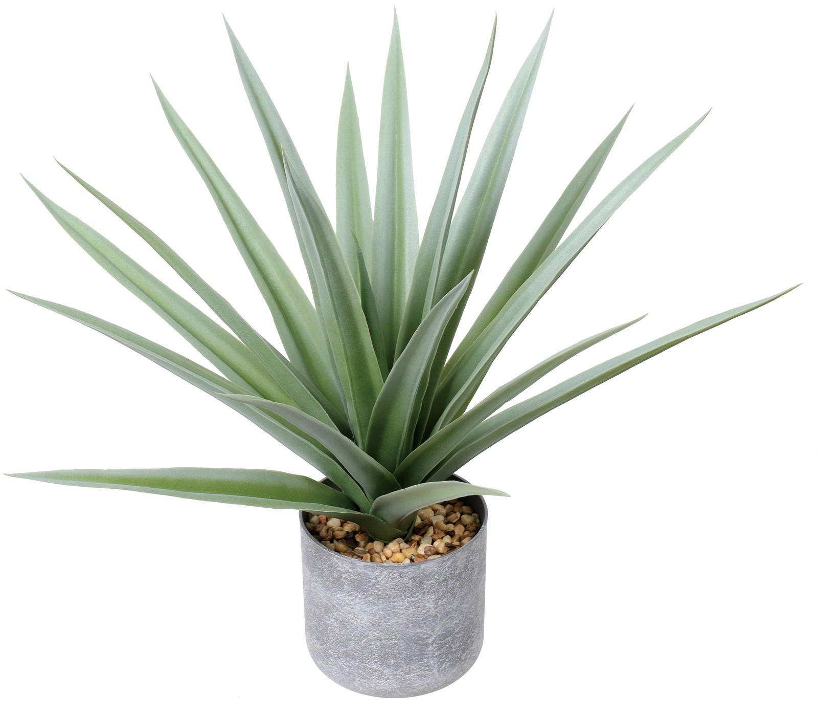 元上代¥1800 50CMアガベポット