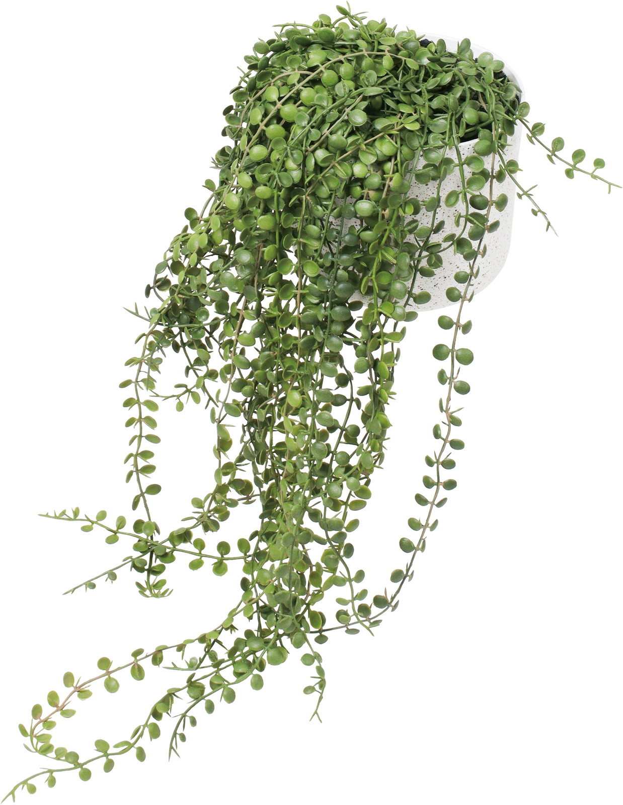 �ި���ި��߯�