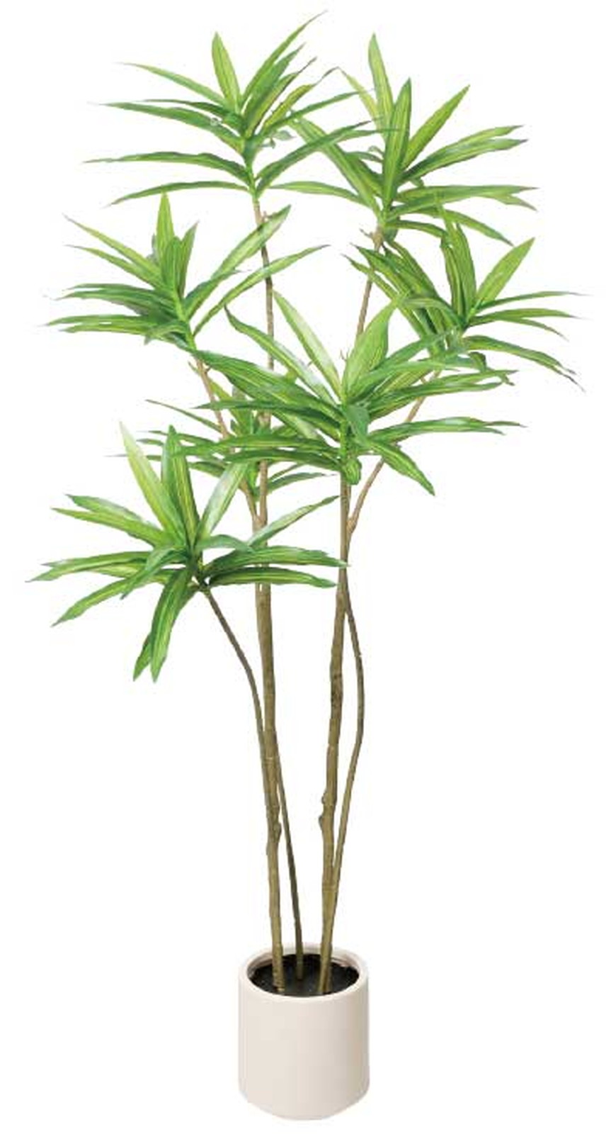 元上代¥16000 ドラセナポット