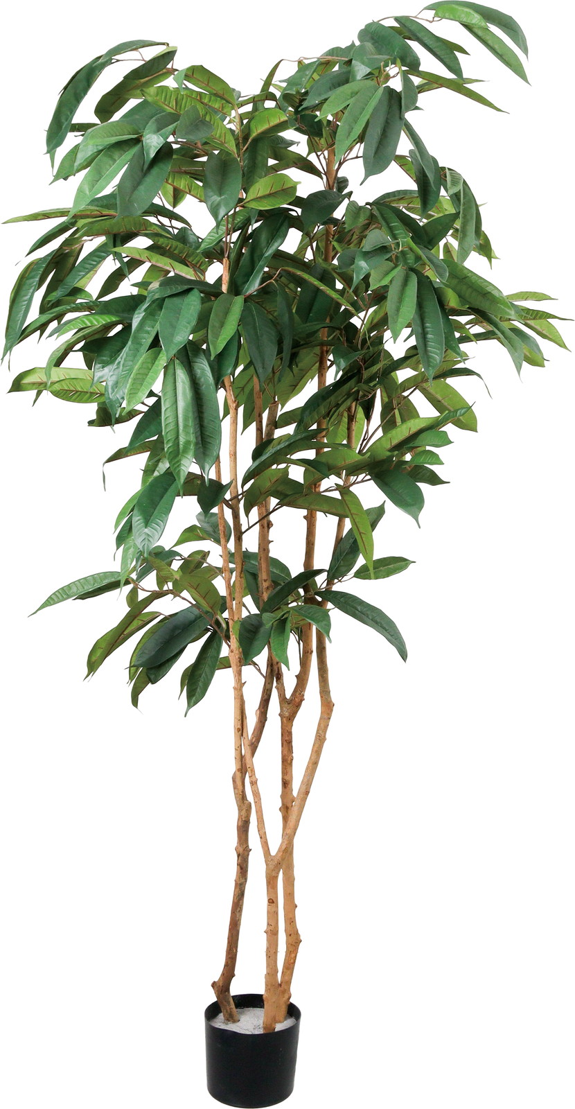 �y�����ʓrB�z180CM����ݺ��