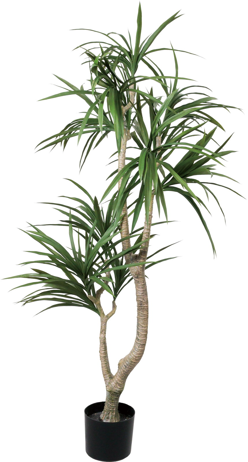 �y�����ʓrA�z150CM�׽����׾�