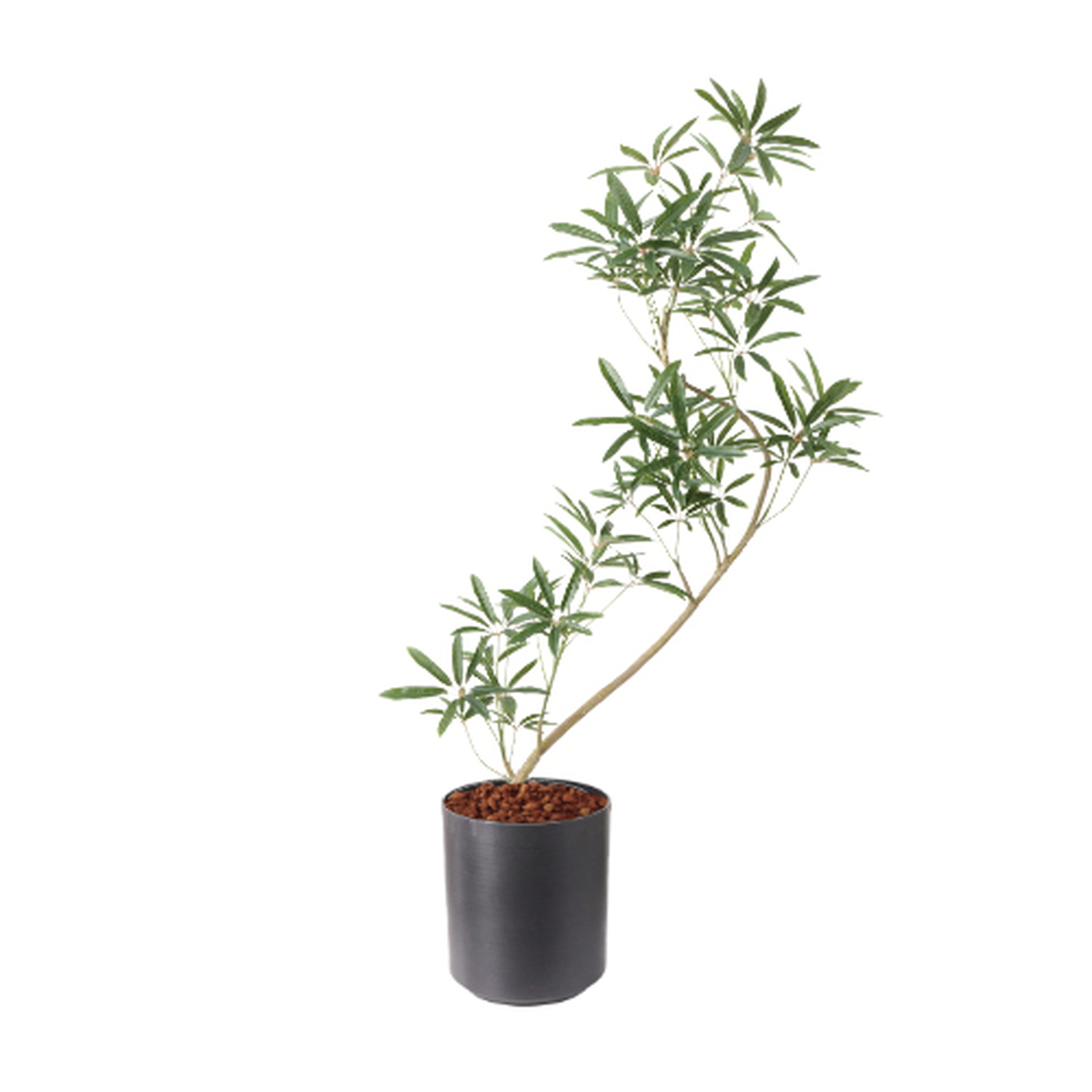 �y�����ʓrA�z137CM����ױݶ޽è̫ر