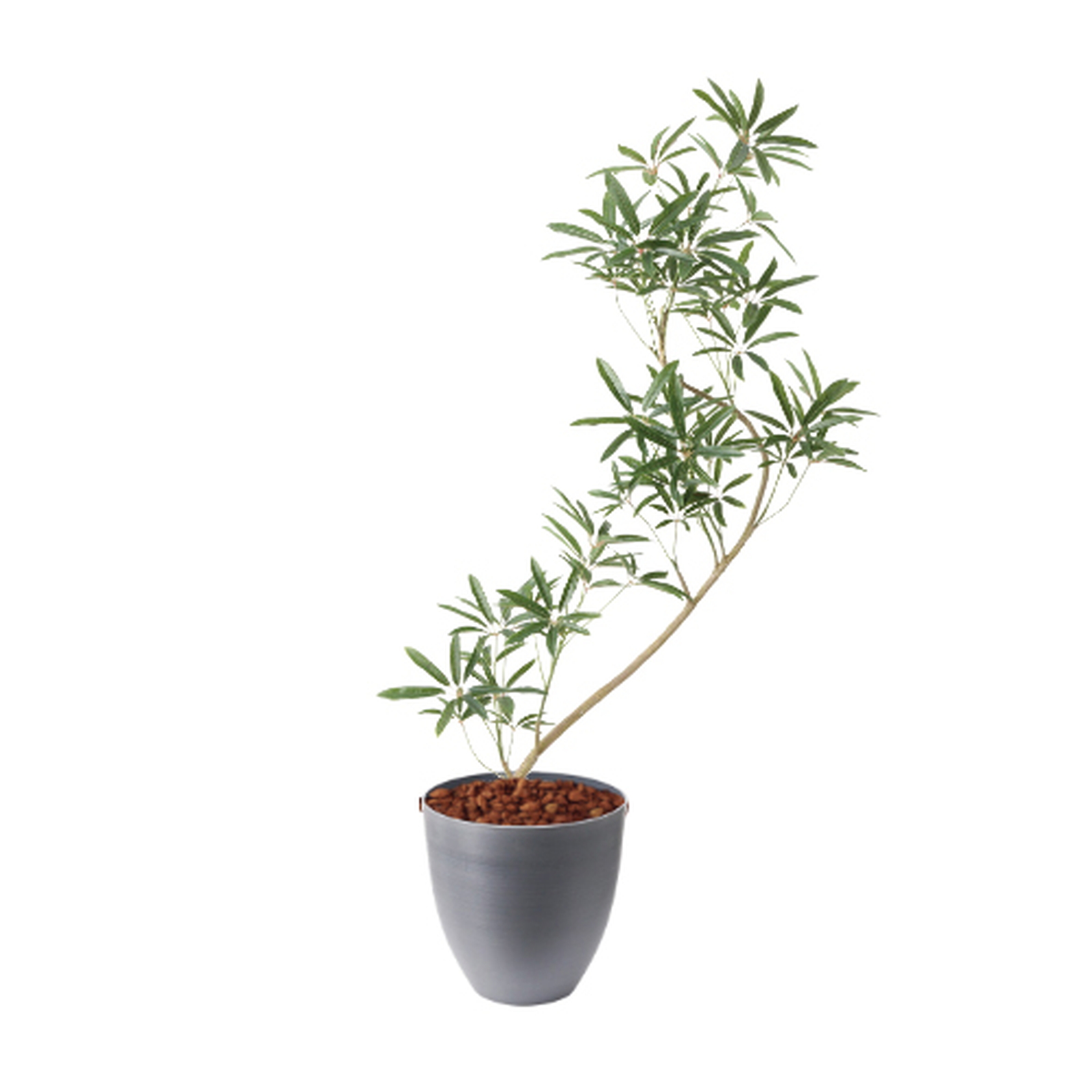 �y�����ʓrA�z137CM����ױݶ޽è̫ر