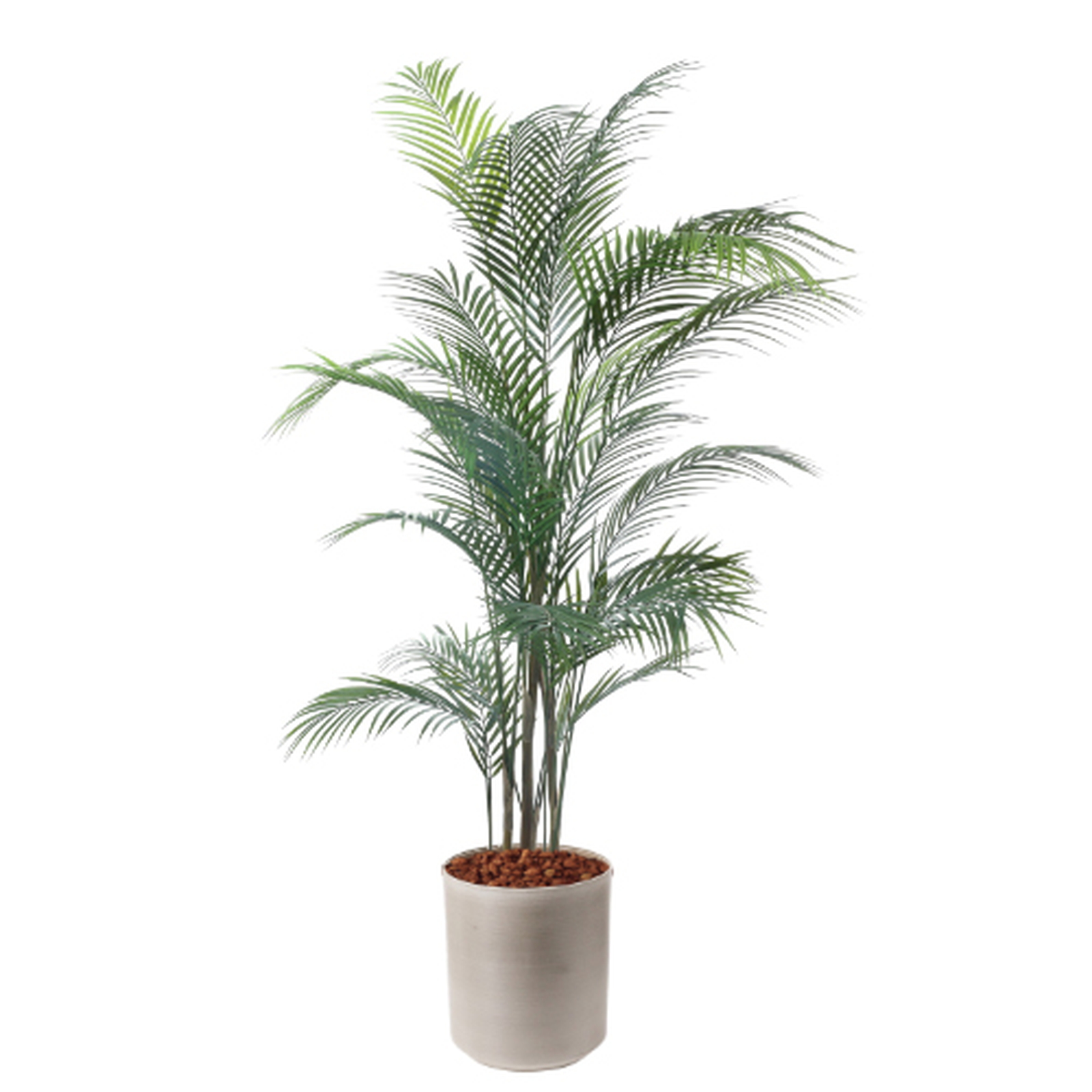 �y5�����ɗ\��z�y�����ʓrA�z150CM�ڶԼ