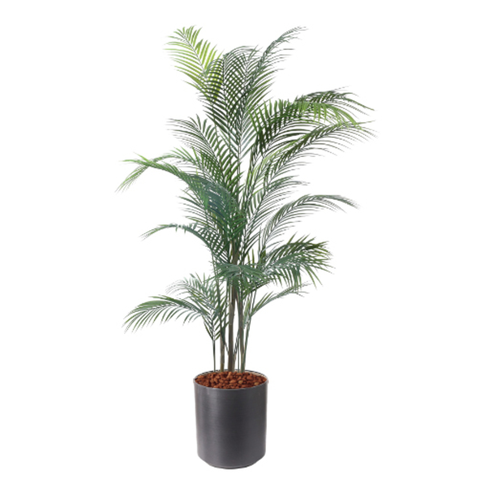 �y5�����ɗ\��z�y�����ʓrA�z150CM�ڶԼ