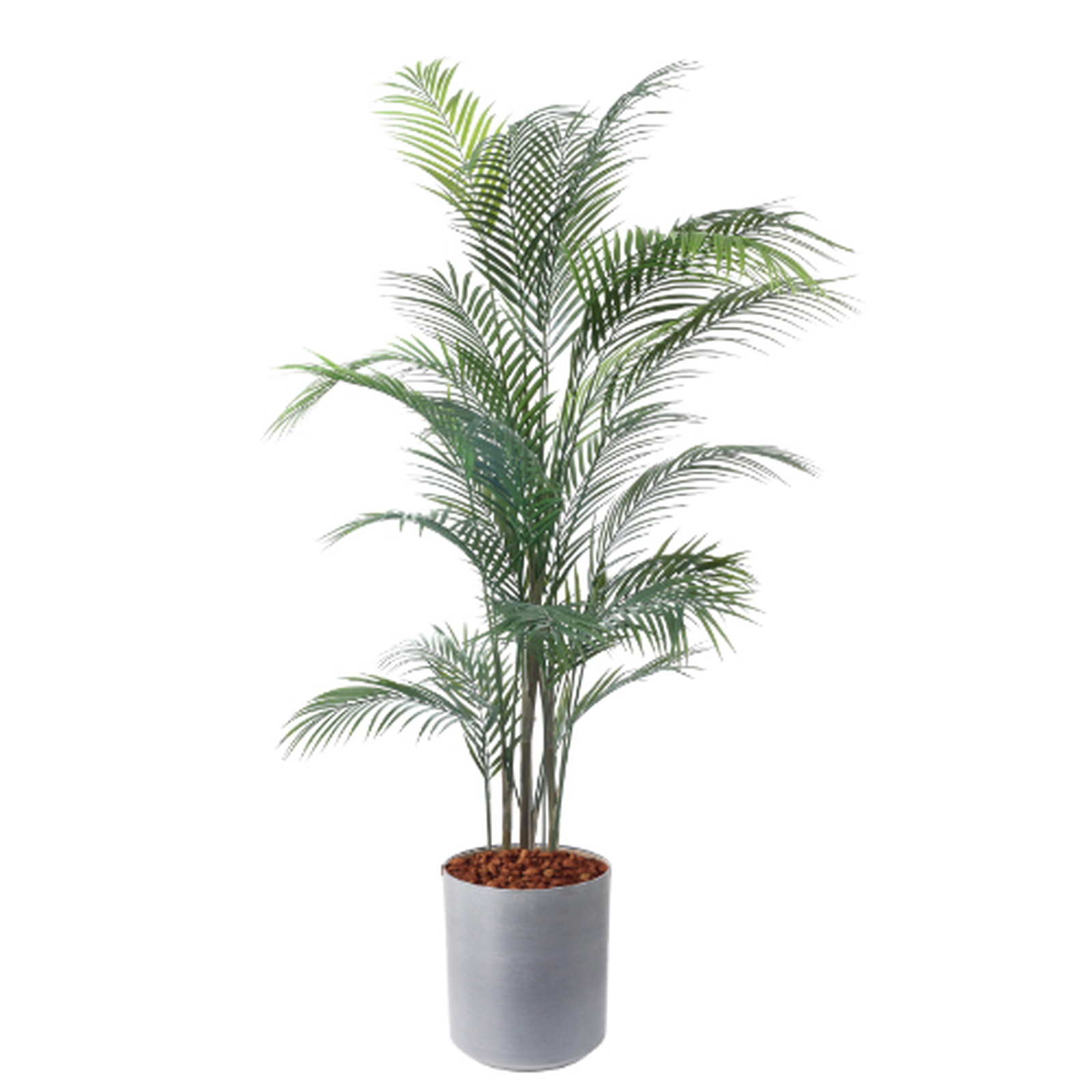 �y5�����ɗ\��z�y�����ʓrA�z150CM�ڶԼ