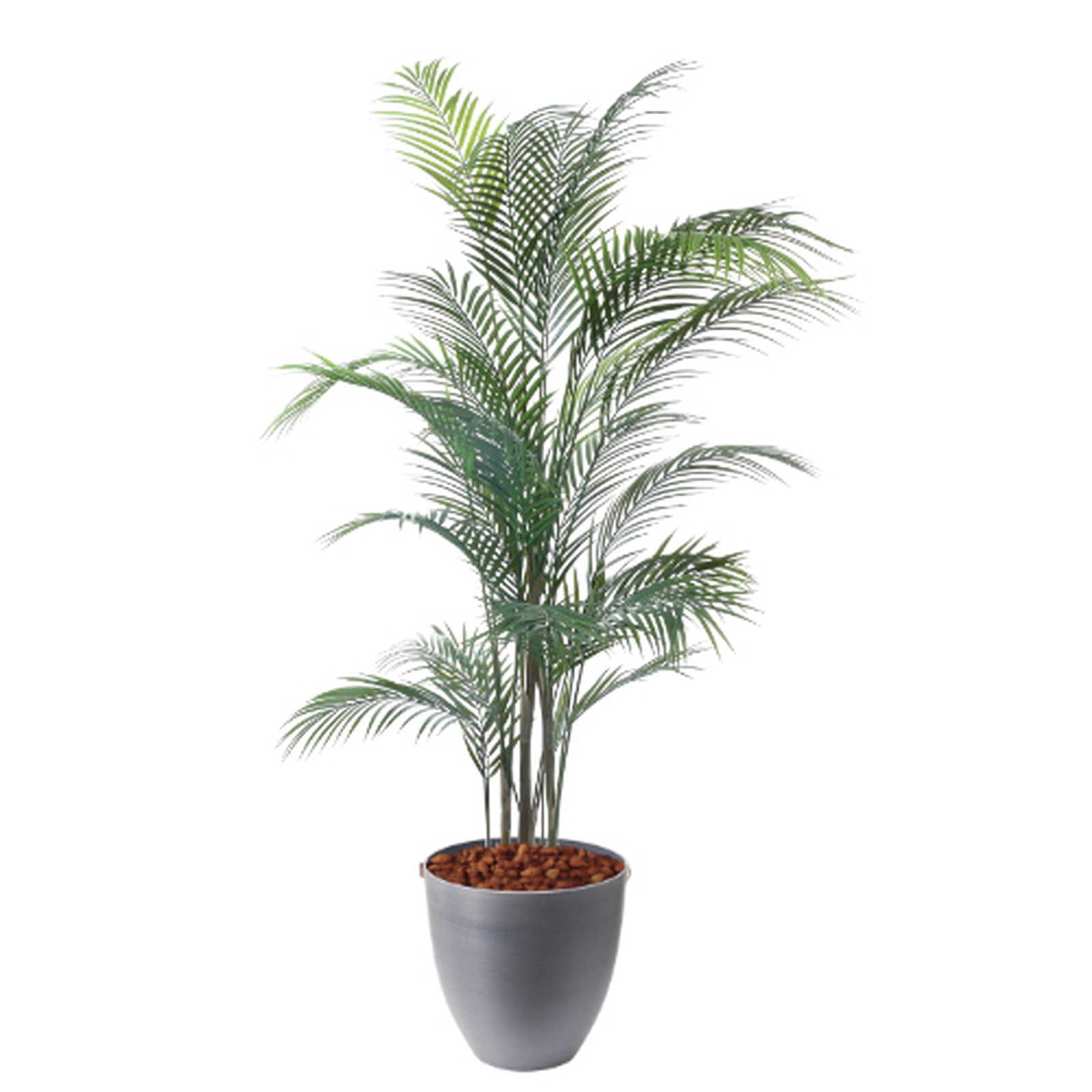 �y5�����ɗ\��z�y�����ʓrA�z150CM�ڶԼ