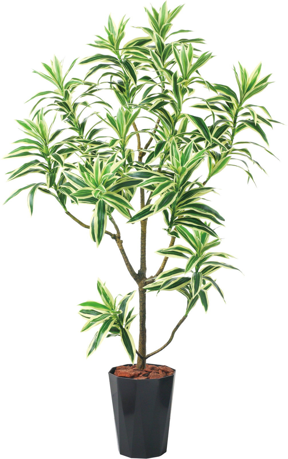 �y�����ʓr�`�z115cm��׾Ų��ި�