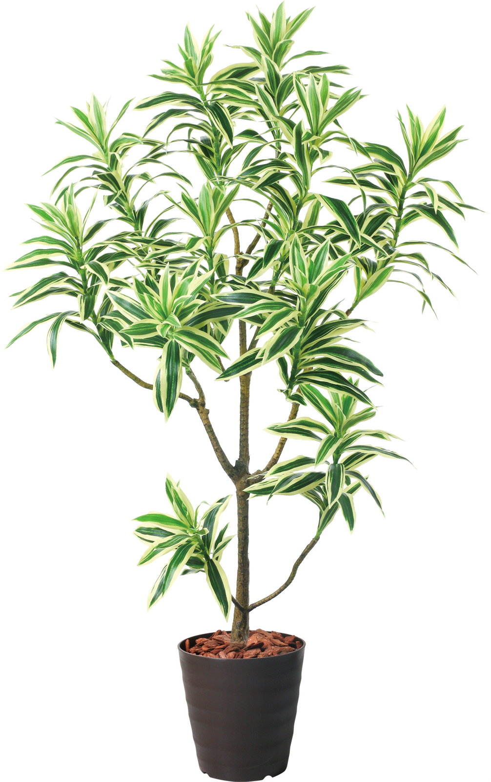 �y�����ʓr�`�z115cm��׾Ų��ި�