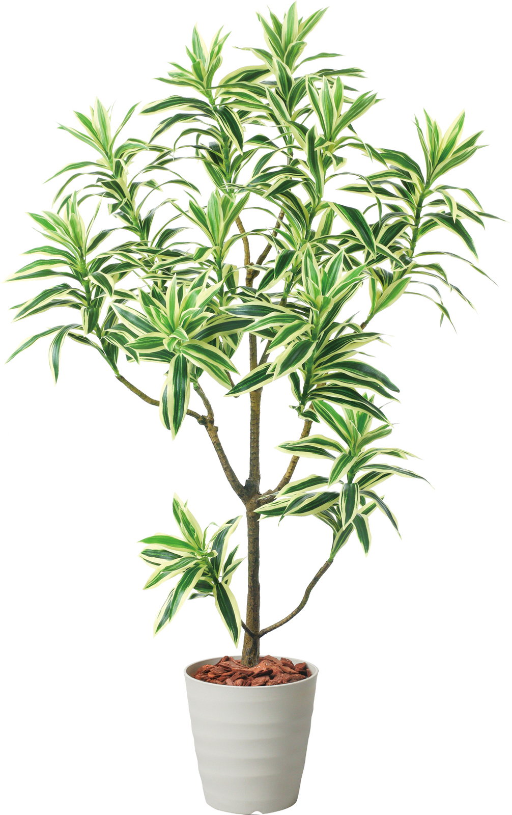 �y�����ʓr�`�z115cm��׾Ų��ި�