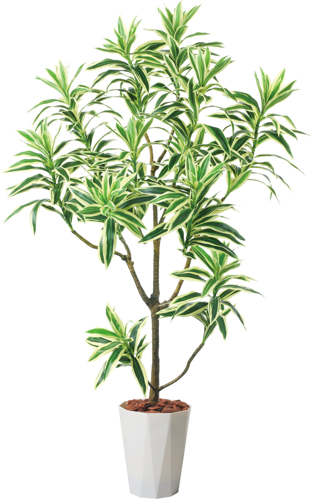 �y�����ʓr�`�z115cm��׾Ų��ި�