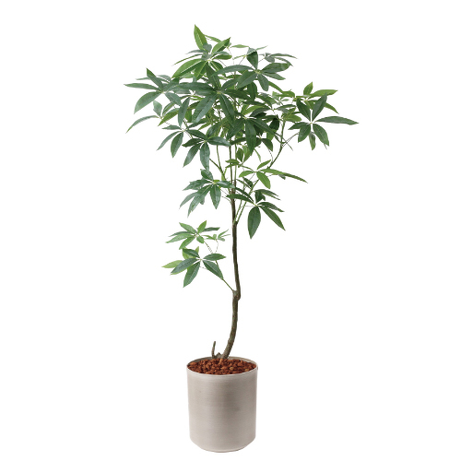 �y5�����ɗ\��z�y�����ʓrA�z150CM�߷�