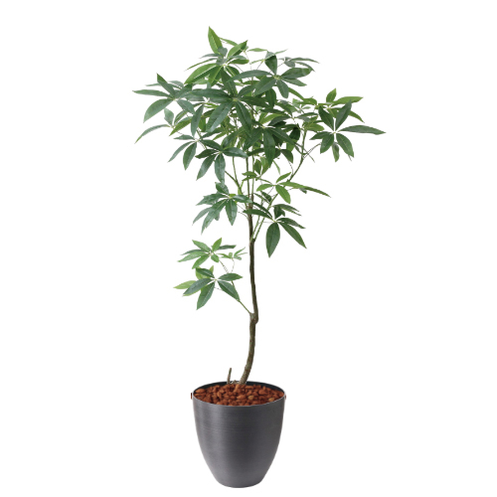 �y5�����ɗ\��z�y�����ʓrA�z150CM�߷�