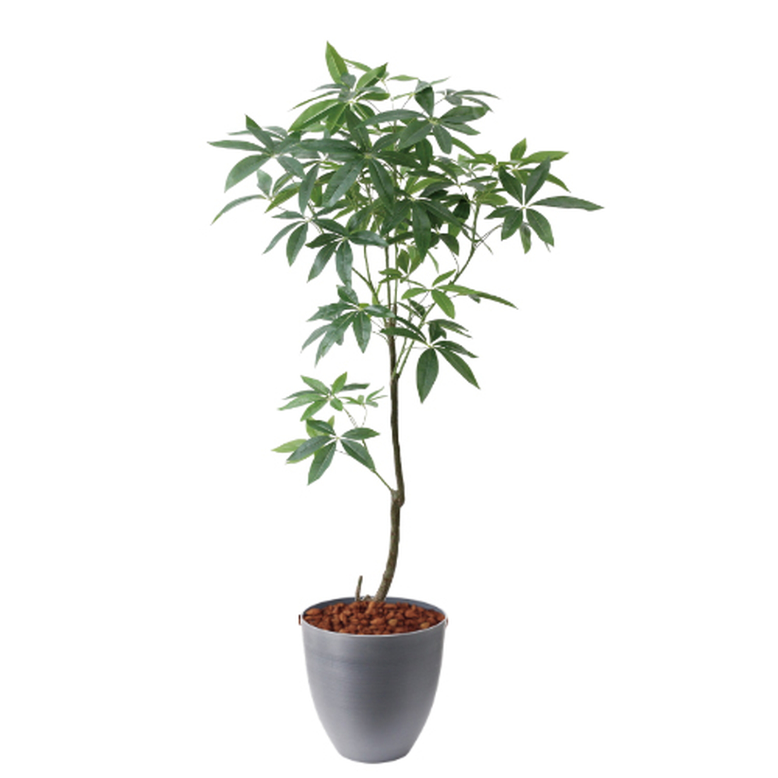 �y5�����ɗ\��z�y�����ʓrA�z150CM�߷�