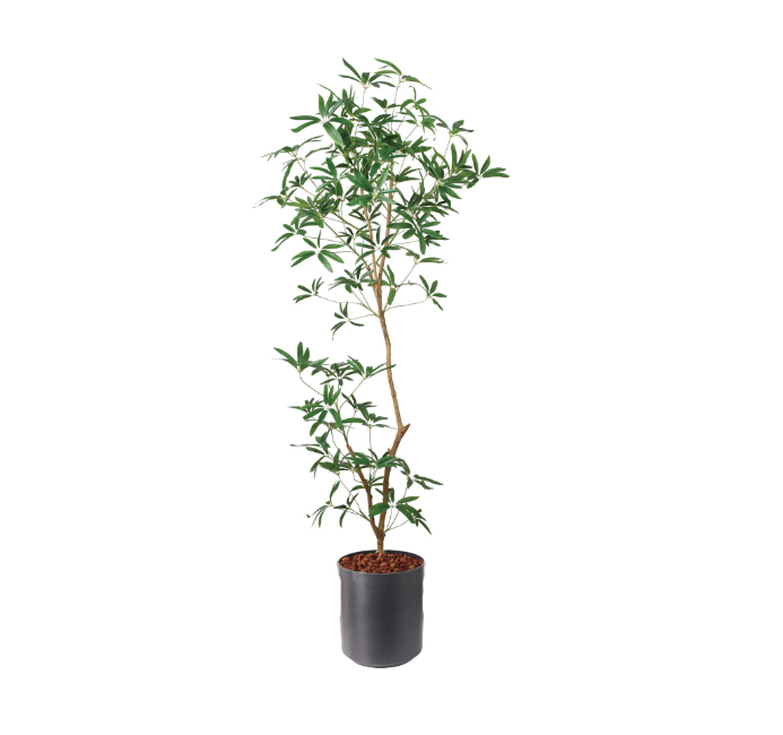 �y5�����ɗ\��z�y�����ʓrB�z180CM����ױݶ޽è̫ر