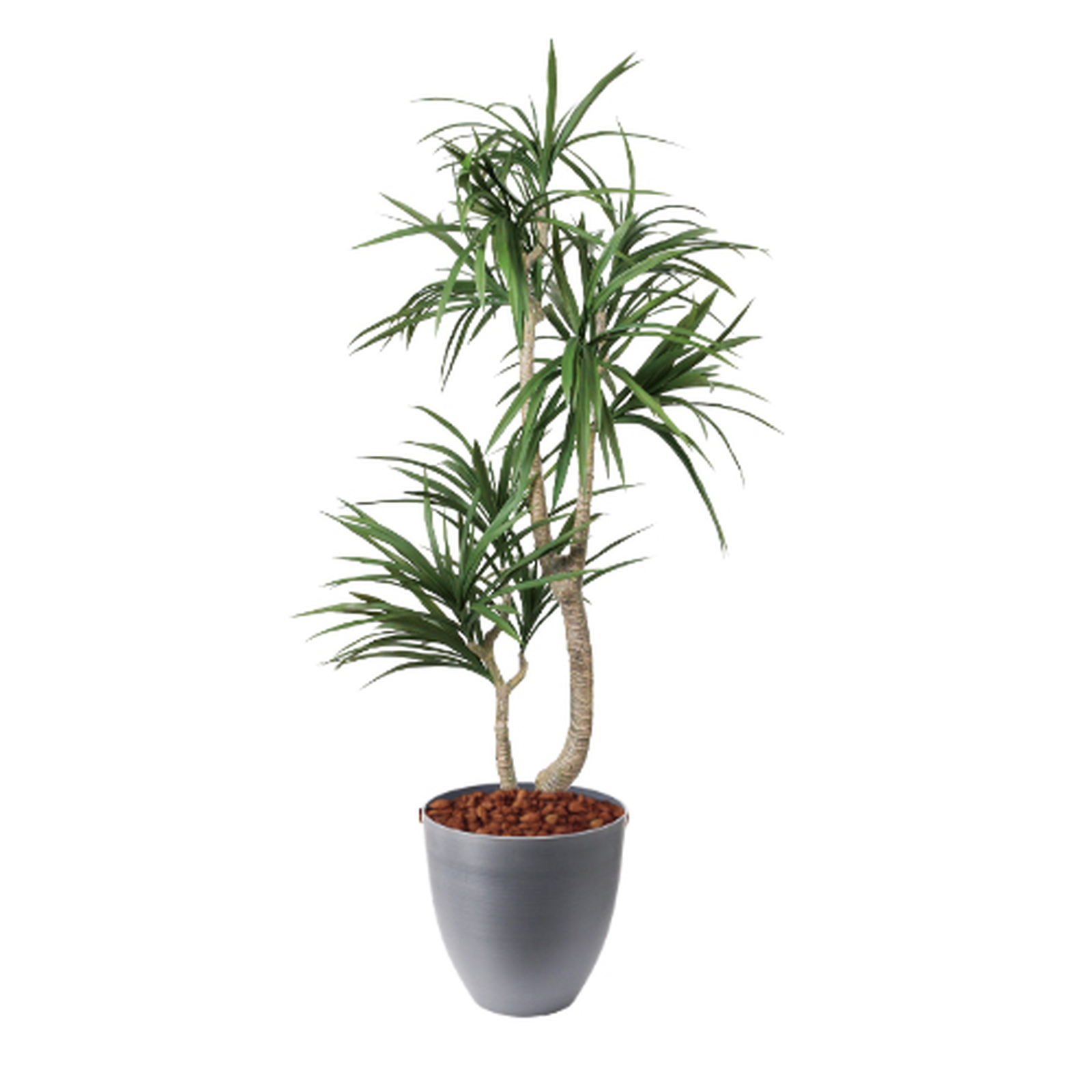 �y5�����ɗ\��z�y�����ʓrA�z150CM�׽����׾�