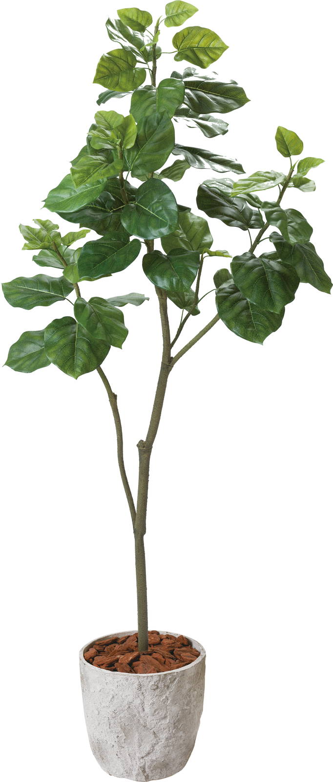 【送料別途B】ウンベラータ 1.8m