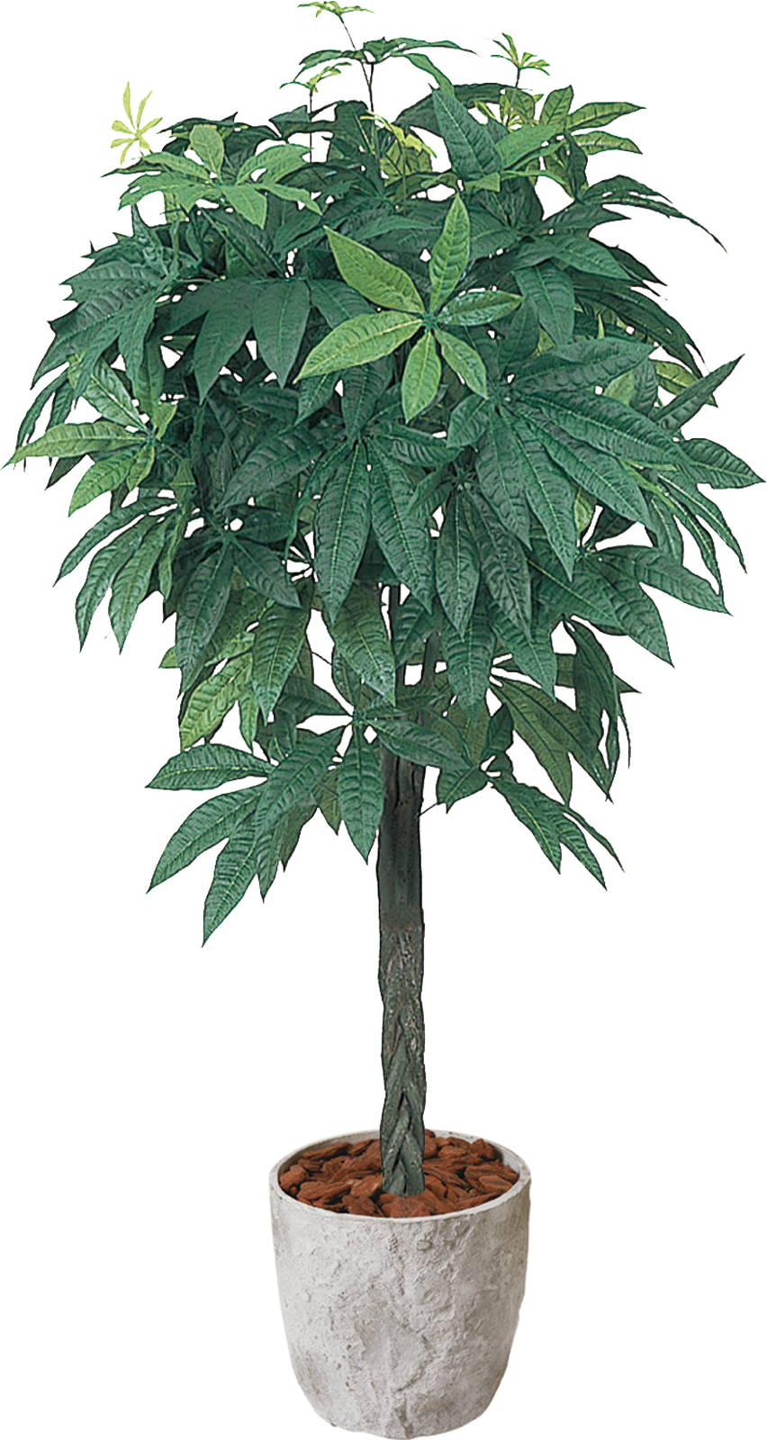 【送料別途A】パキラ 1.5m