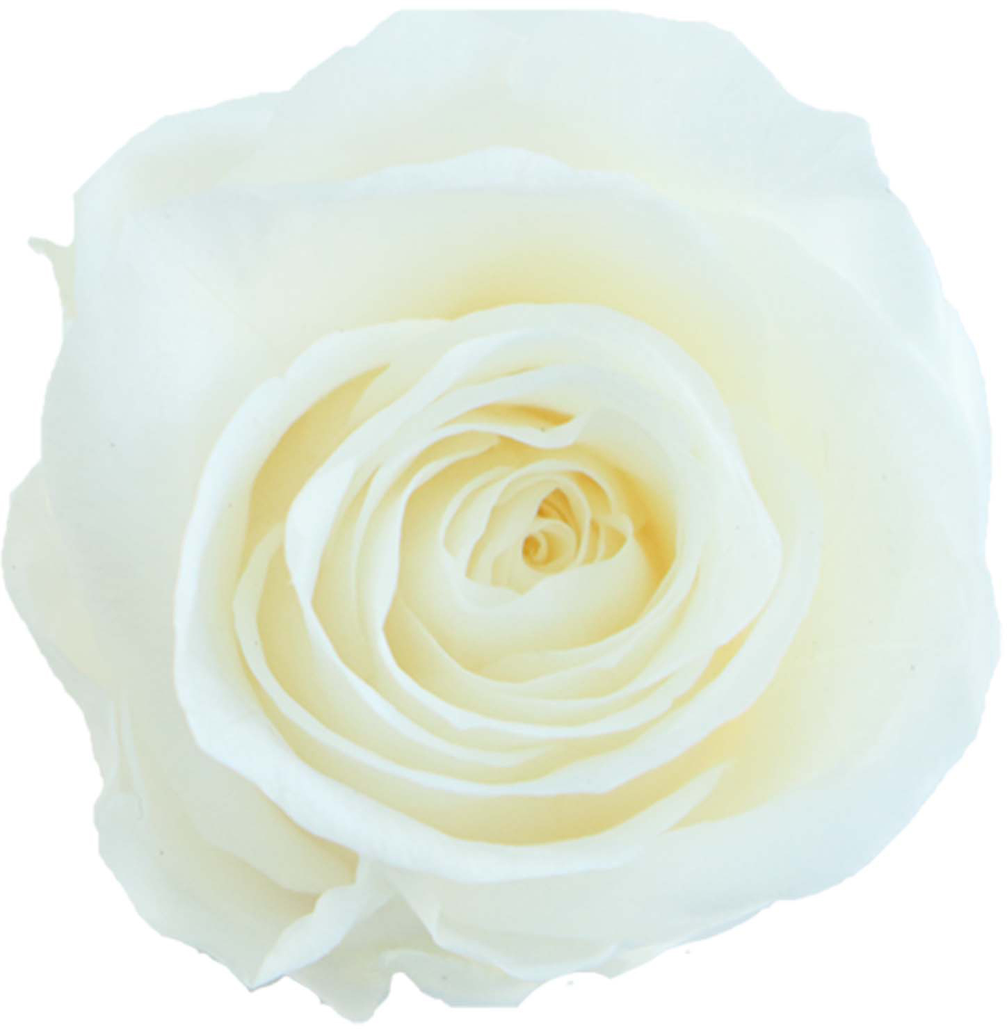 GPリサローズ(15)ピュアホワイト