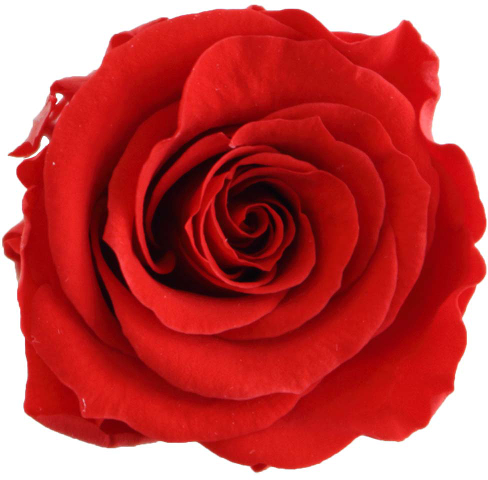 GPリサローズ(15) レッド