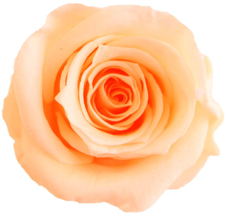 GPリサローズ(15) バニラピンク