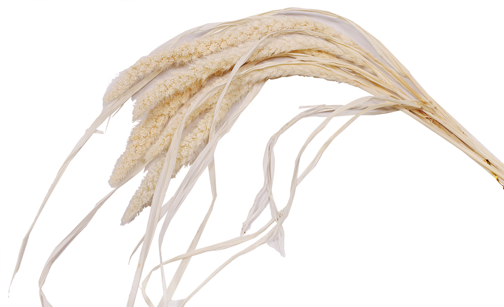 GP粟 ナチュラル