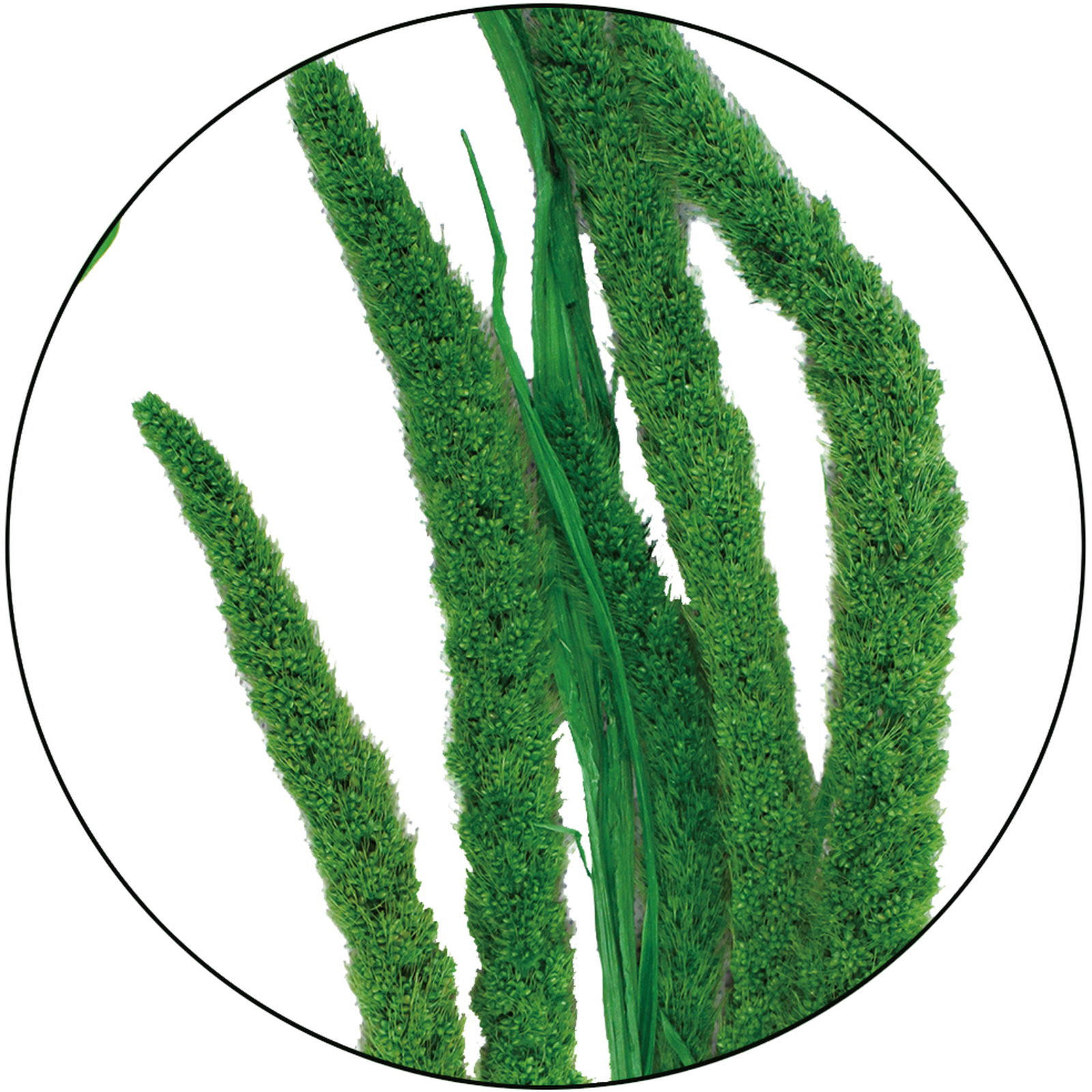 GP粟 ライトグリーン