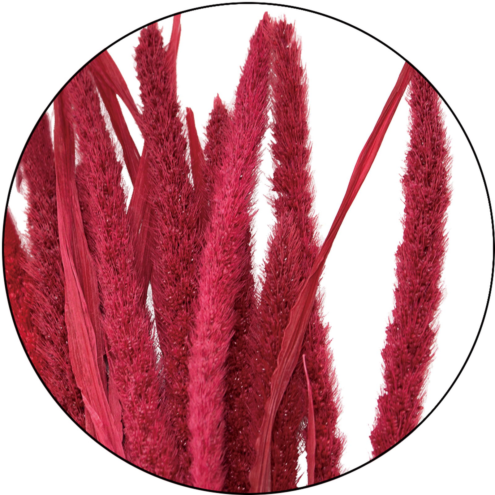 GP粟 ワインレッド