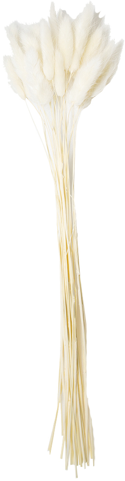 GPラグラスドライホワイト