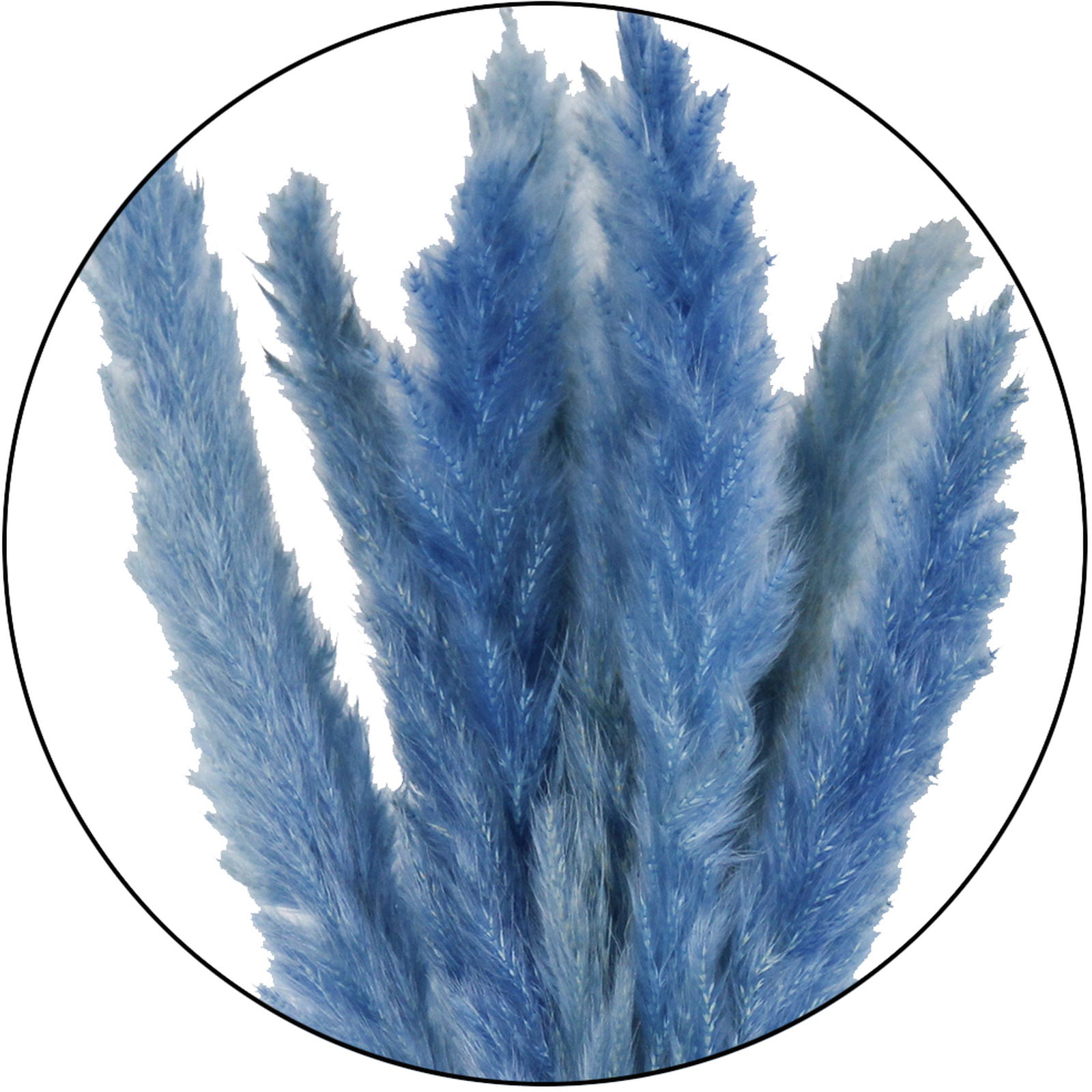 GPテールリード ドライ ライトブルー