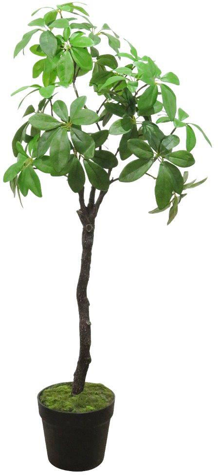 ���޼ެ��ƶ������