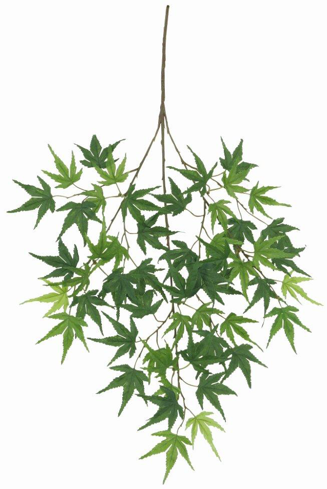 �ެ��ư��Ұ���