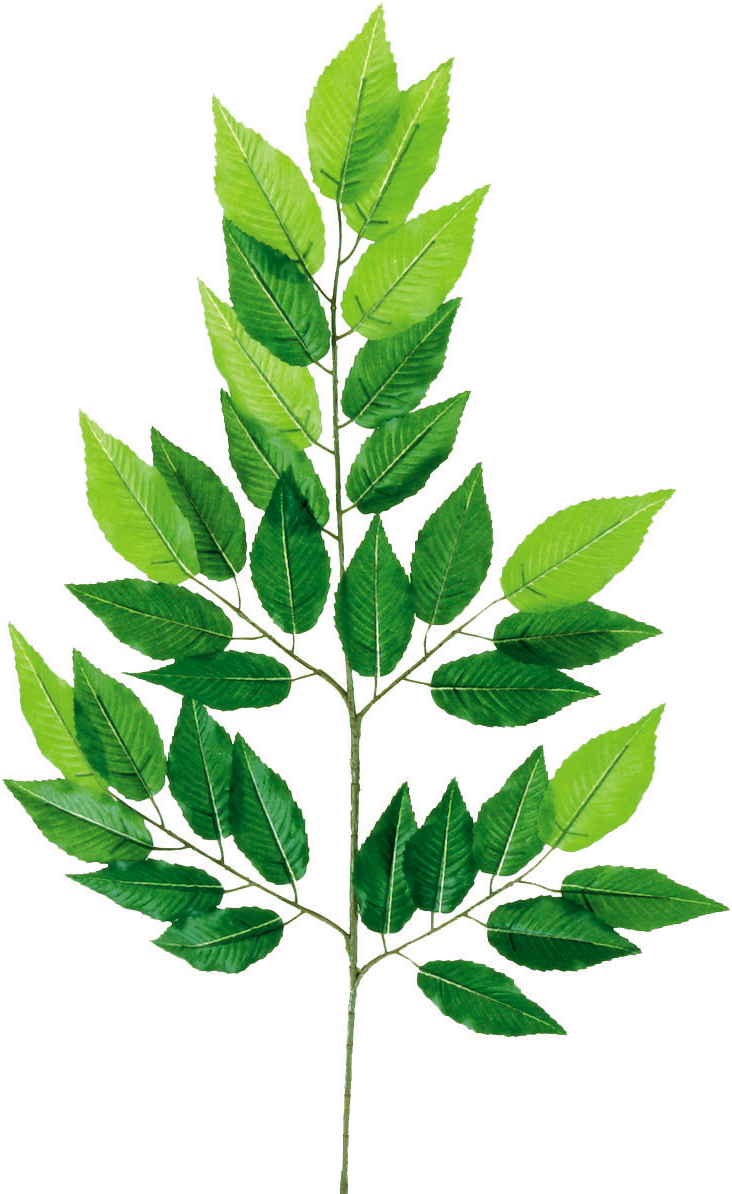 ｹﾔｷ: フェイクグリーン ｜ YDMオンラインストア ｜ 横浜