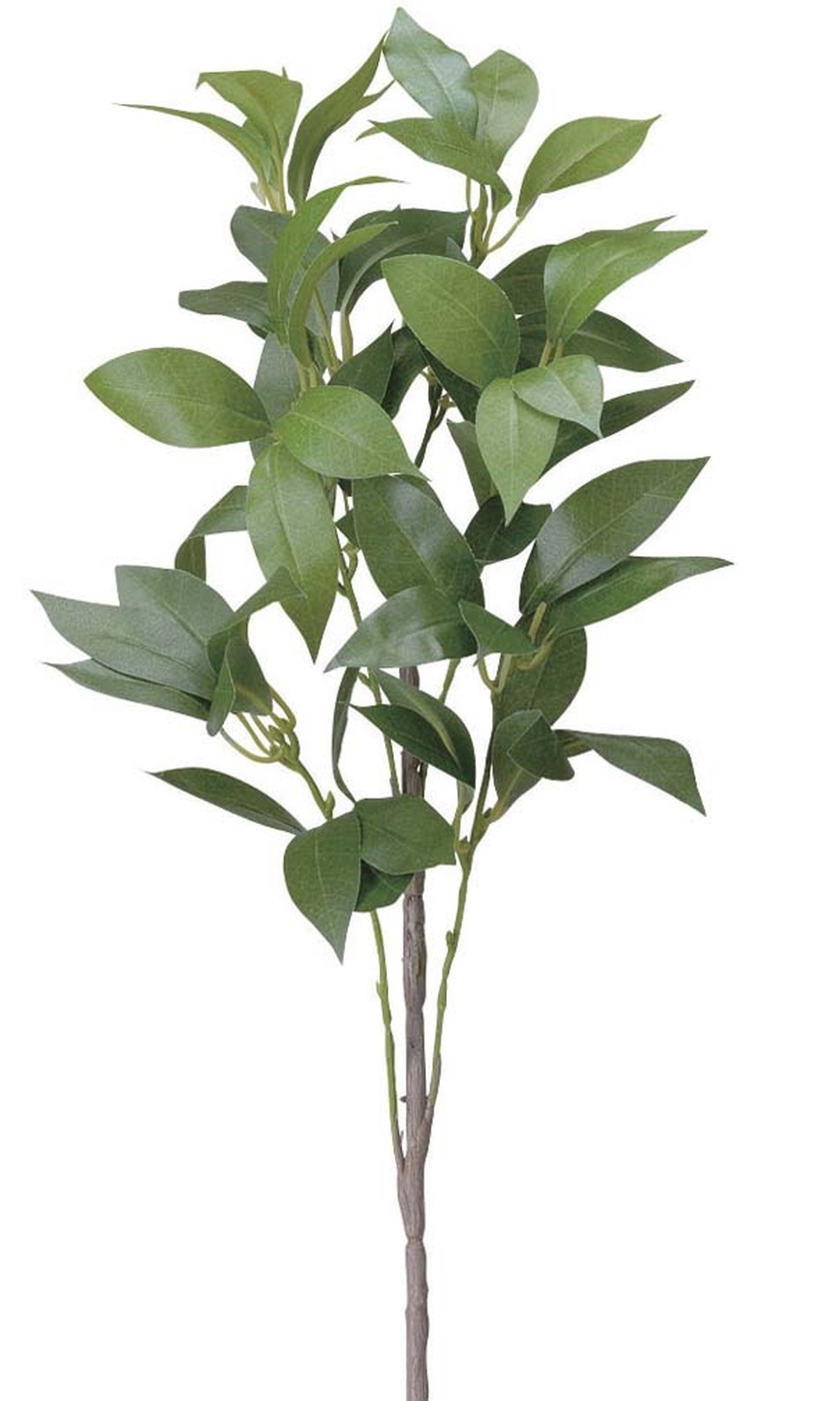 �y�ʓr�����z���(����)��ؐ�1�{