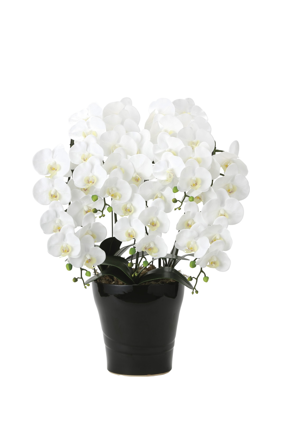 【別途送料】フレッシュ胡蝶蘭 5本立W