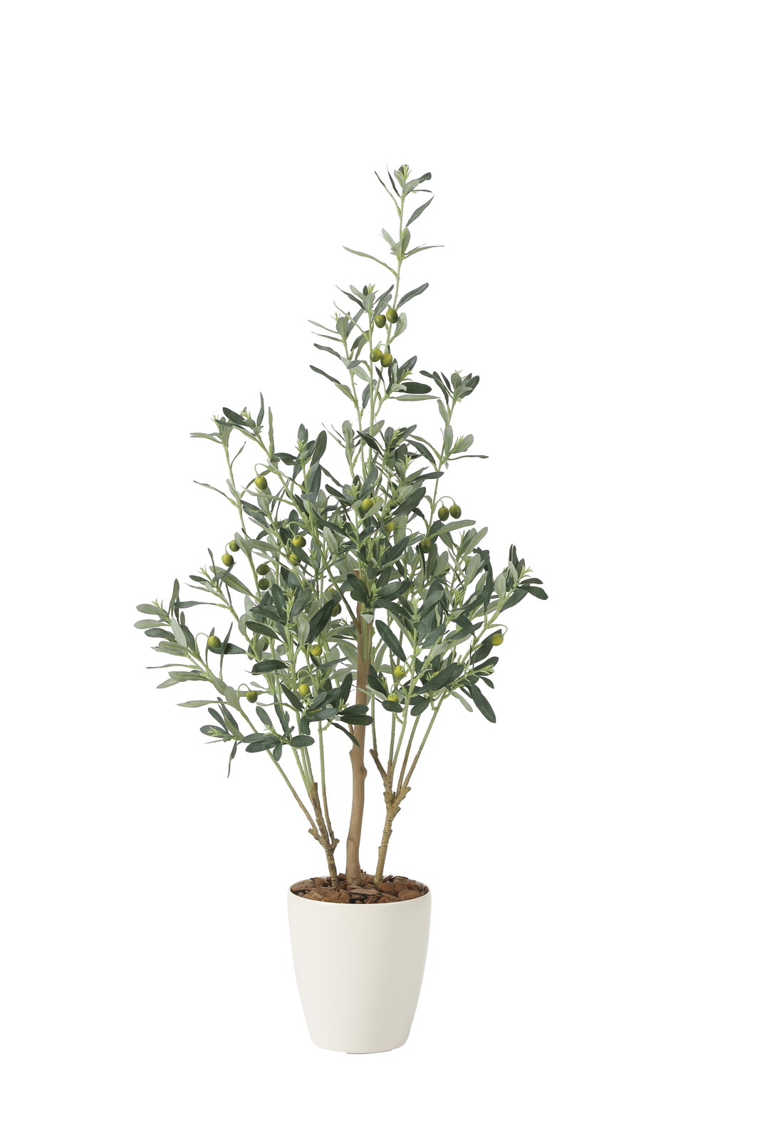 【別途送料】オリーブ1.1