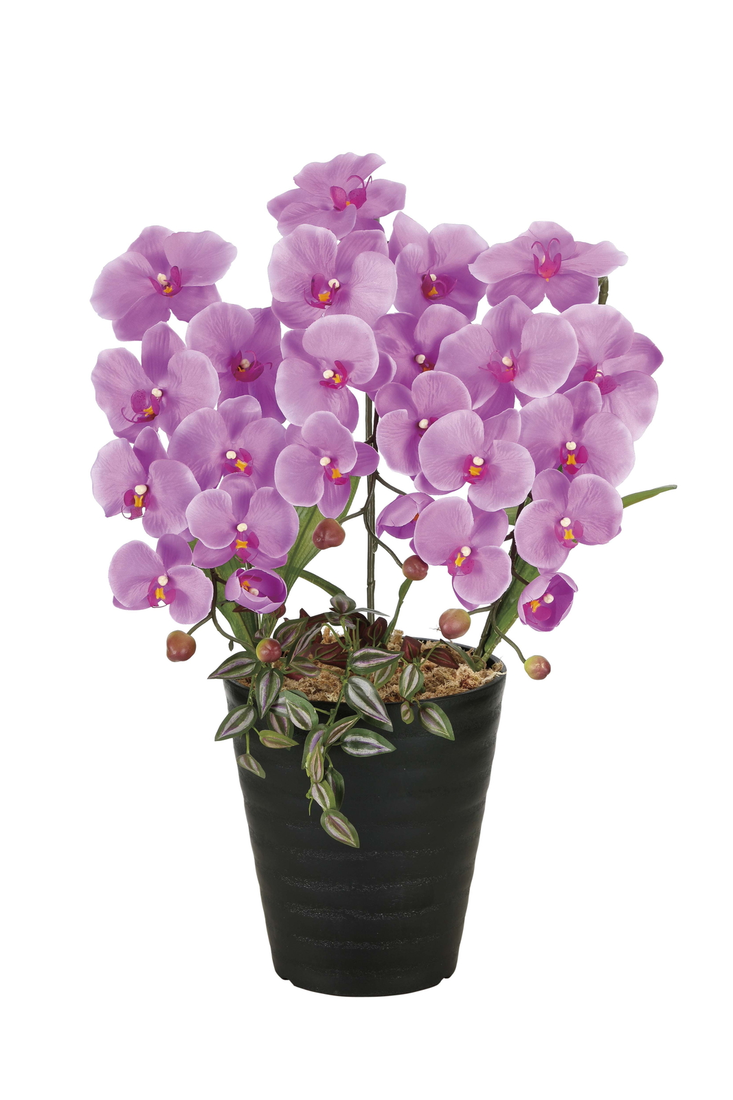 �y�ʓr�����z���ݾ��Ӓ���L