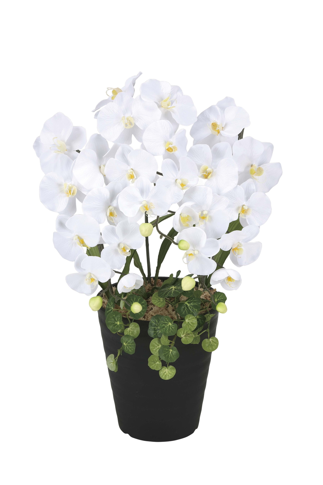 �y�ʓr�����z���ݾ��Ӓ���W