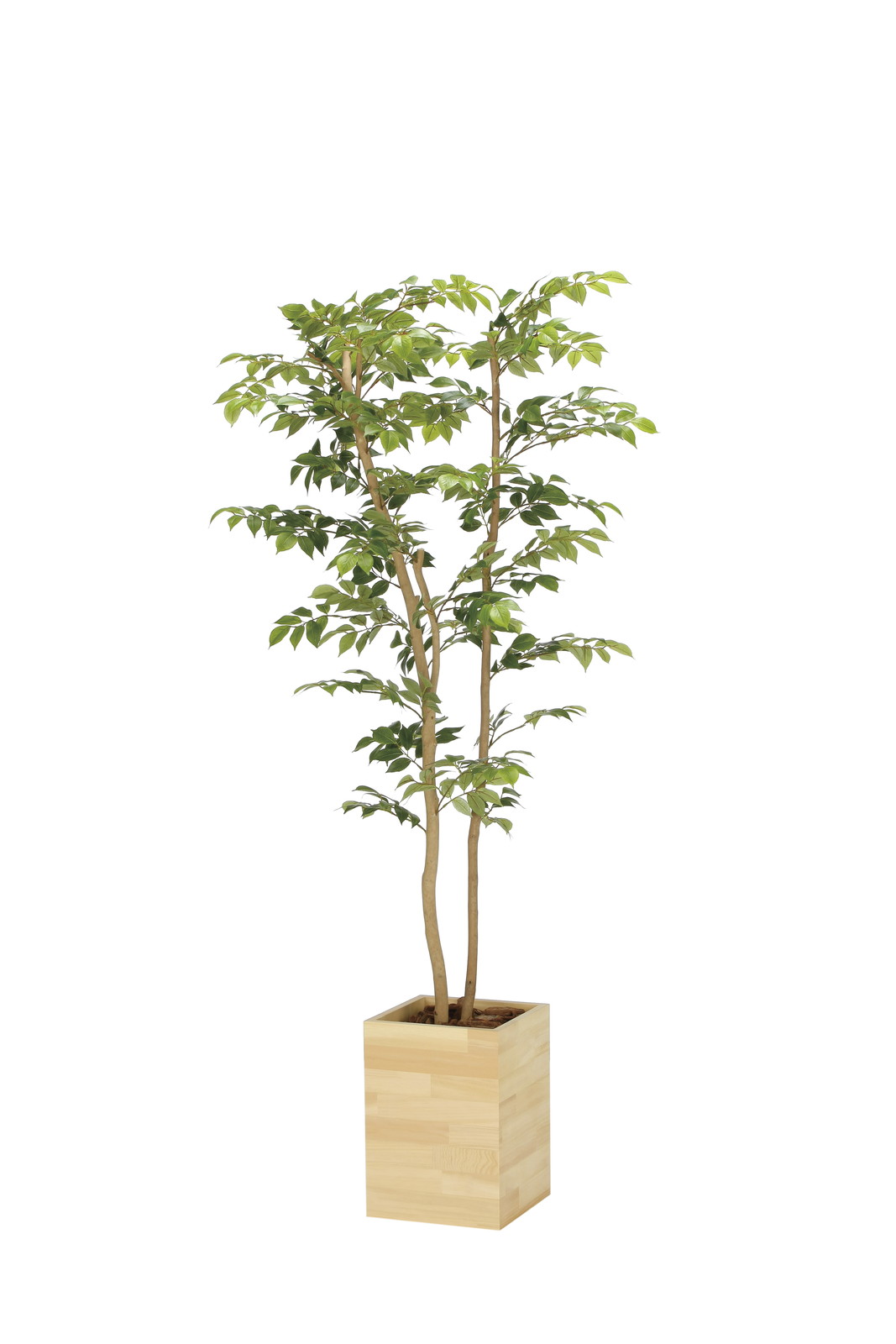 【別途送料】ウッドボックスマウンテンアッシュ1.6