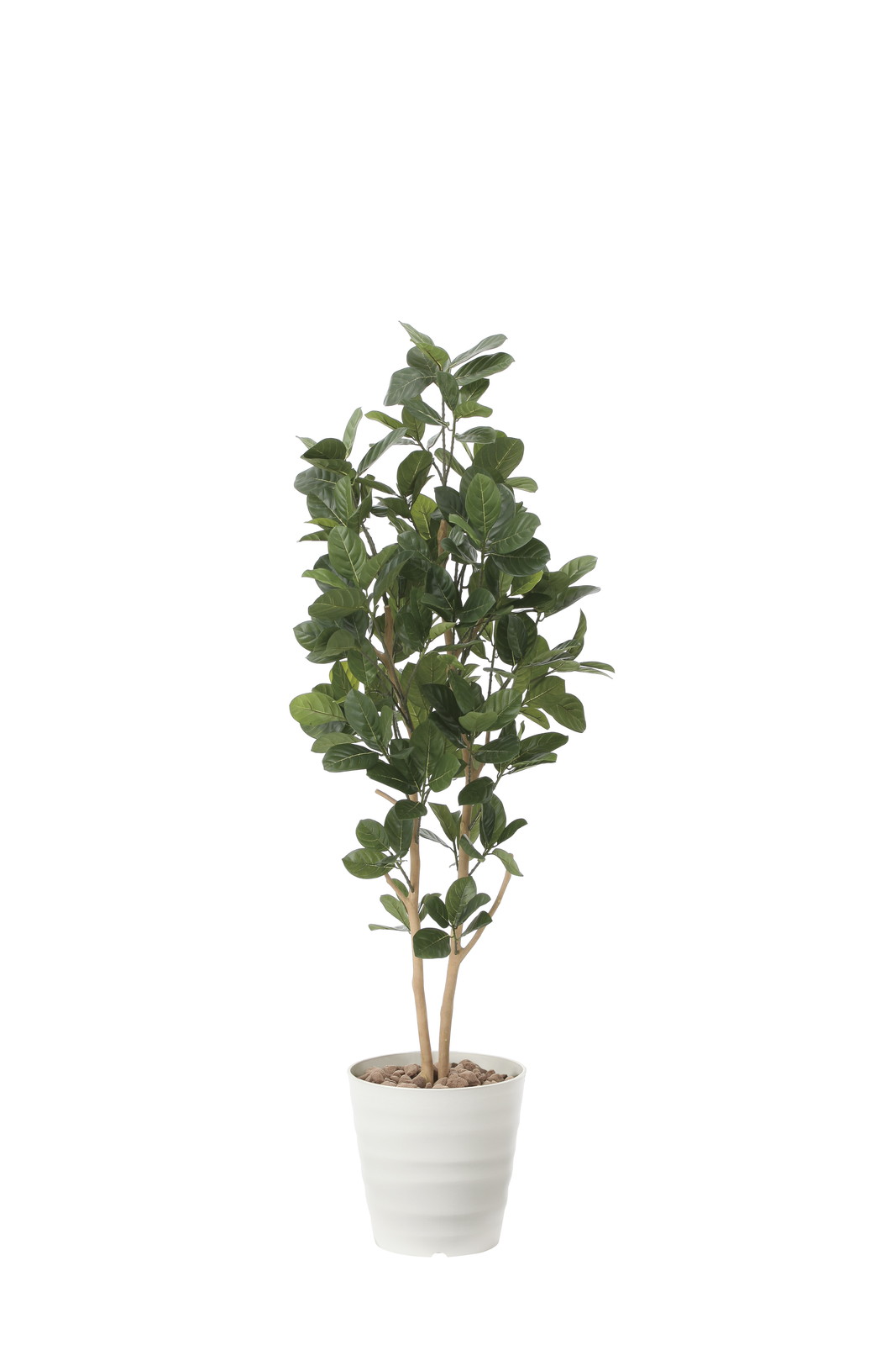 【別途送料】パンの木1.6