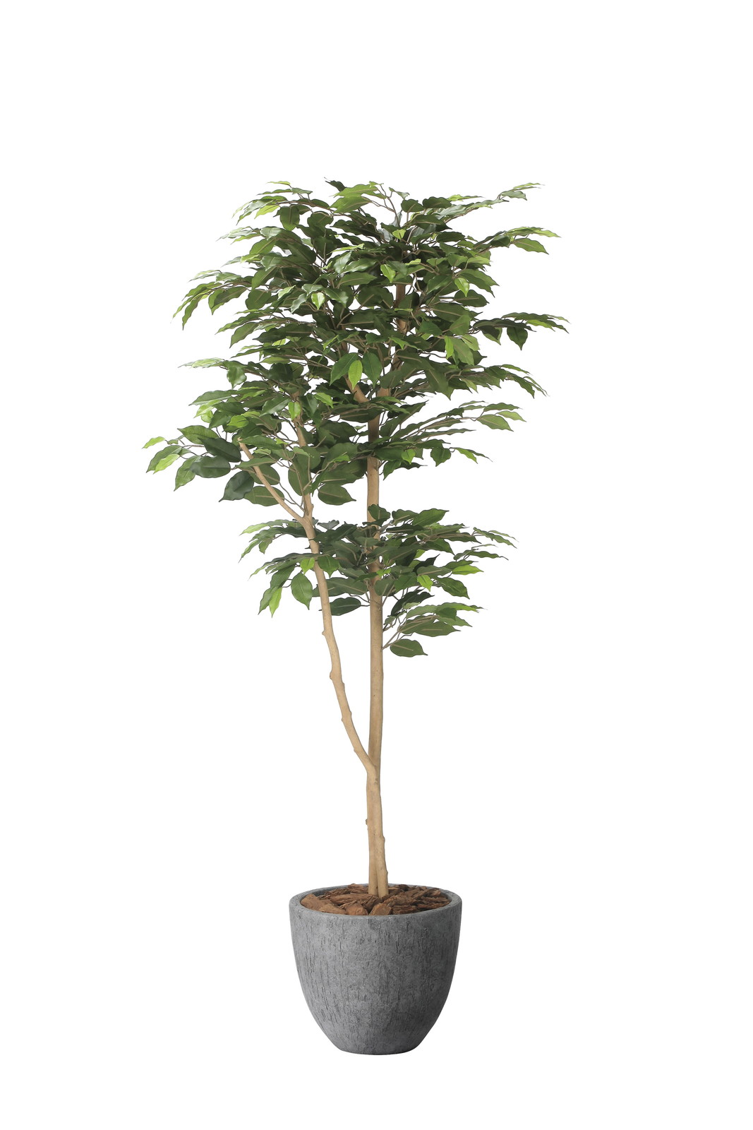 【送料別途】ナチュラルベンジャミン1.6