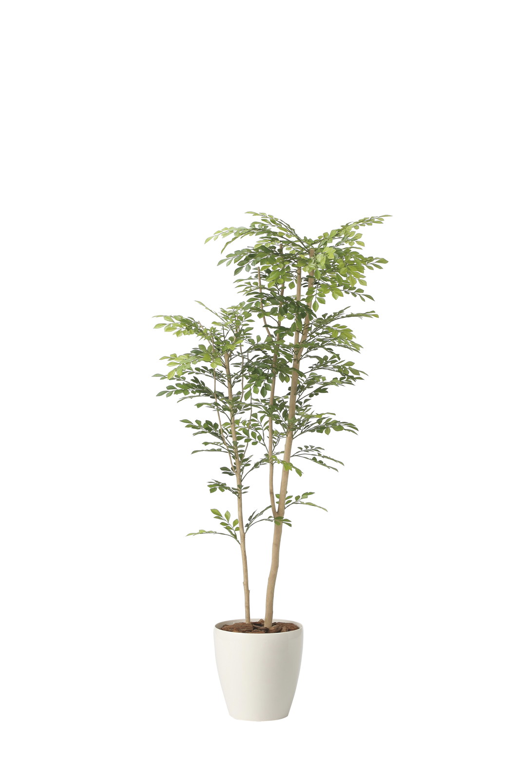 【送料別途】ツートントネリコ1.6