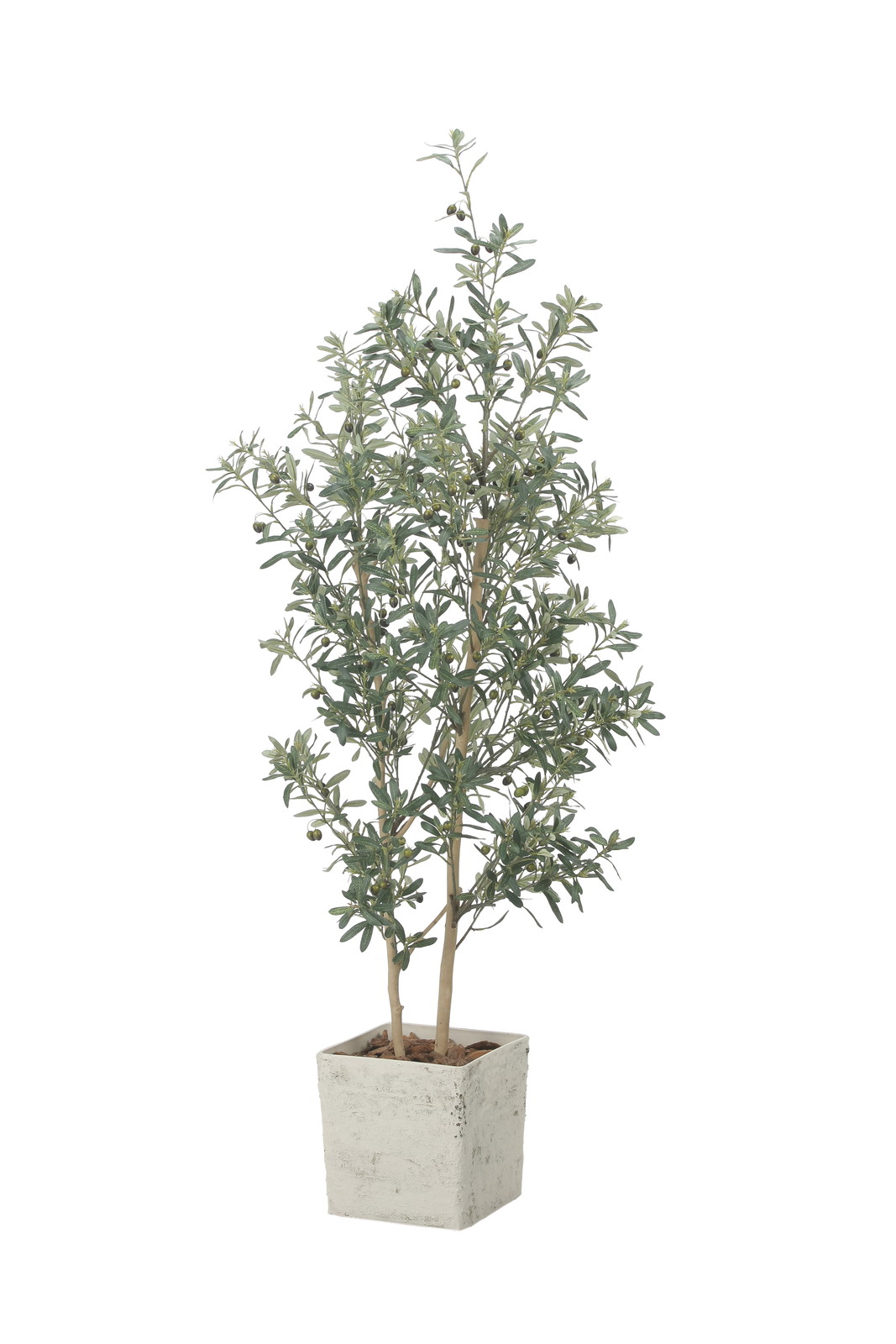 アート333　「進化HX2(オリーブ)」　インテリアコーディネート 送料別途】ｲﾝﾃﾘｱｵﾘｰﾌﾞ1.8: インテリアグリーン（鉢物・樹木） ｜ YDM