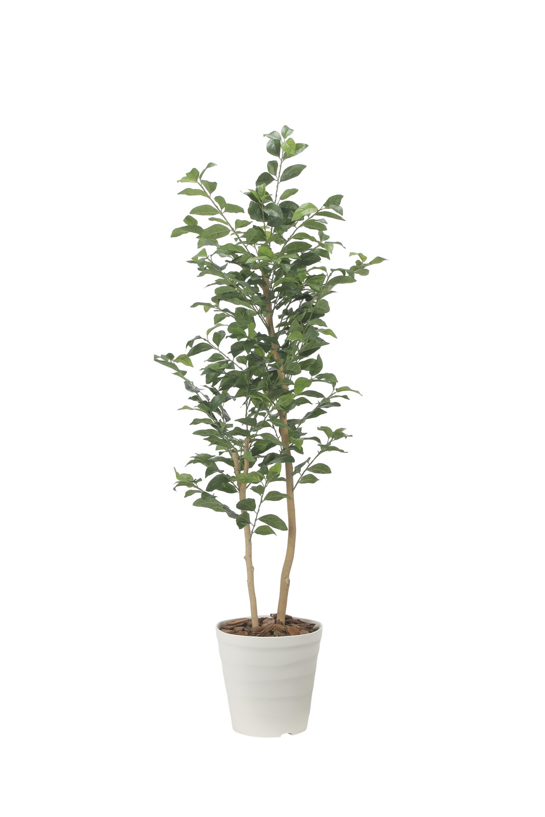 【送料別途】レモンの木1.6