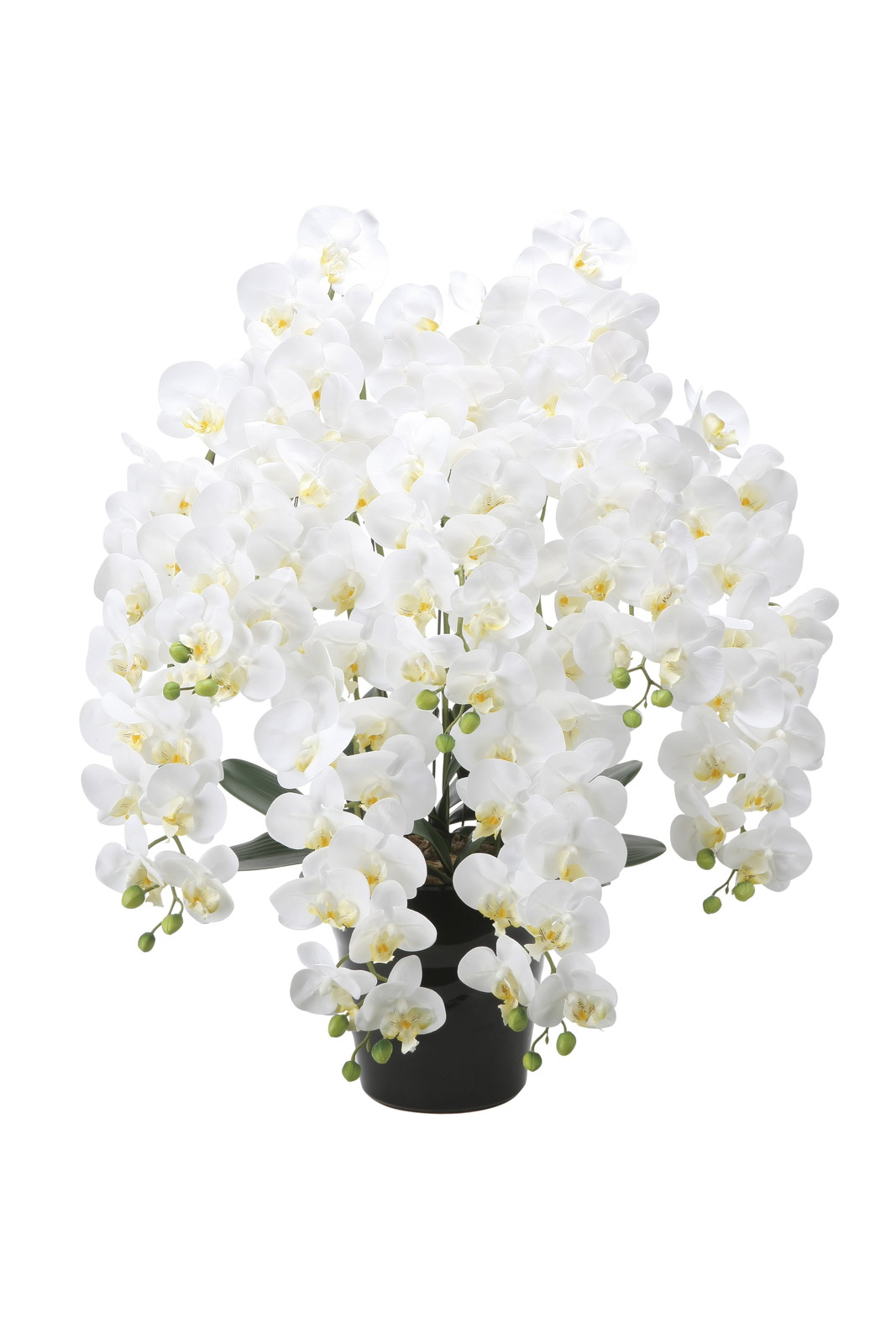 �y�����ʓr�z�گ���ݸތӒ���7�{��W