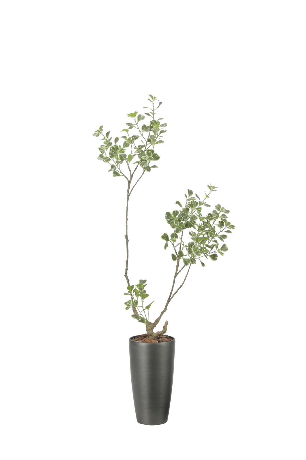 �y�����ʓr�z���̨��ı��ݸ��1.6