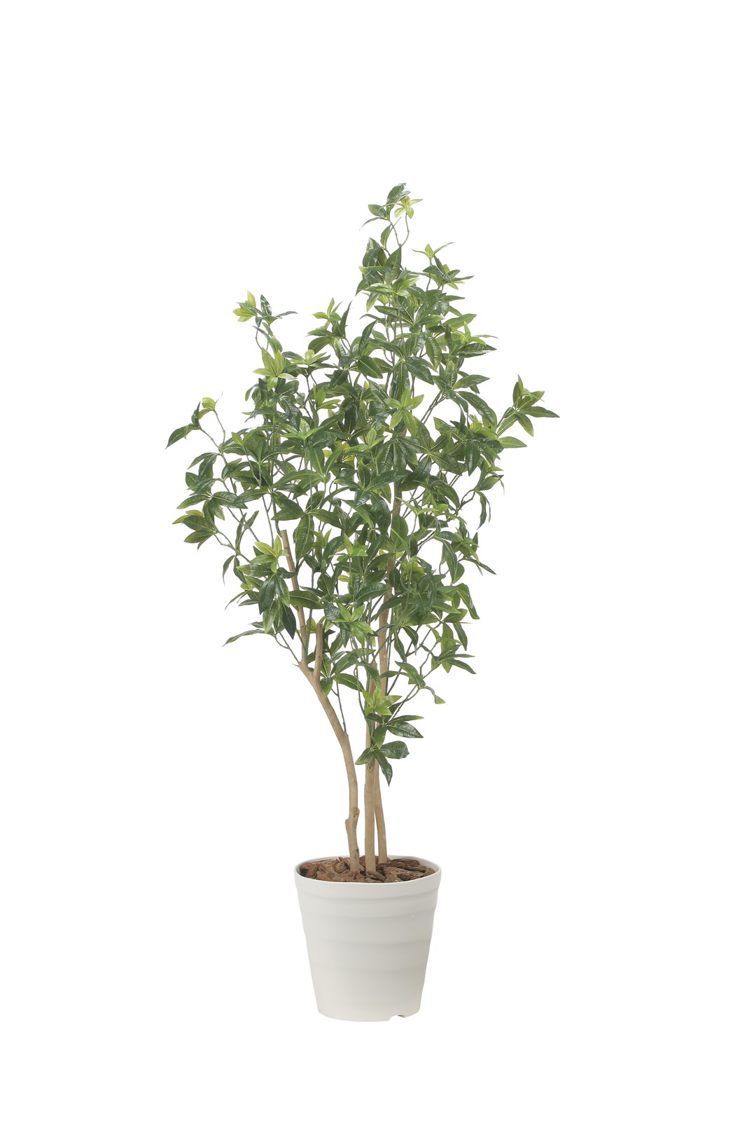 【送料別途】デラックスフレッシュパキラ1.6