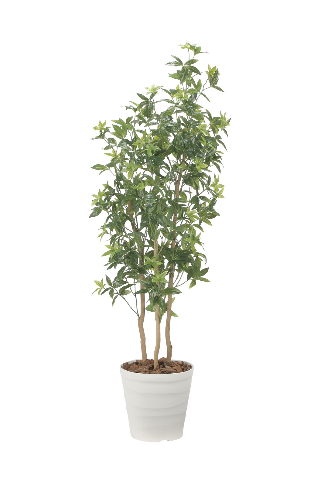 【送料別途】デラックスフレッシュパキラ1.8