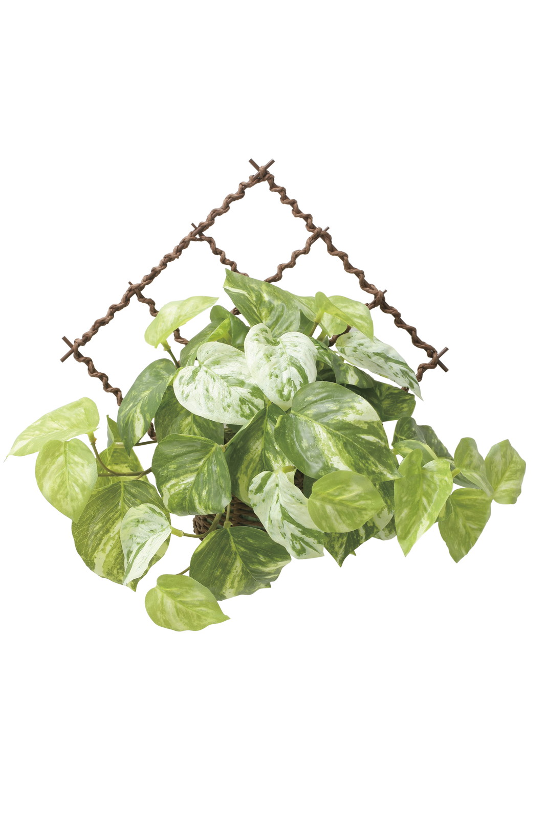 【送料別途】壁掛けフレッシュマーブルポトス